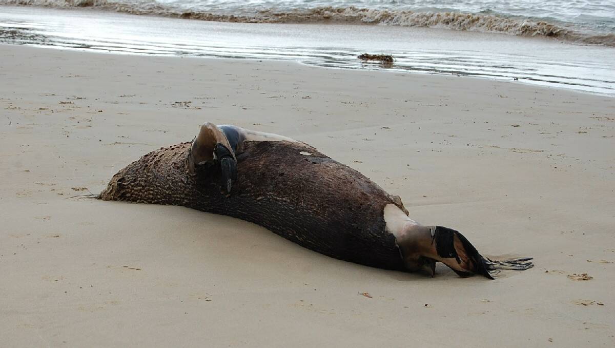 The latest seal to wash up on Cocora Beach, last Thursday.