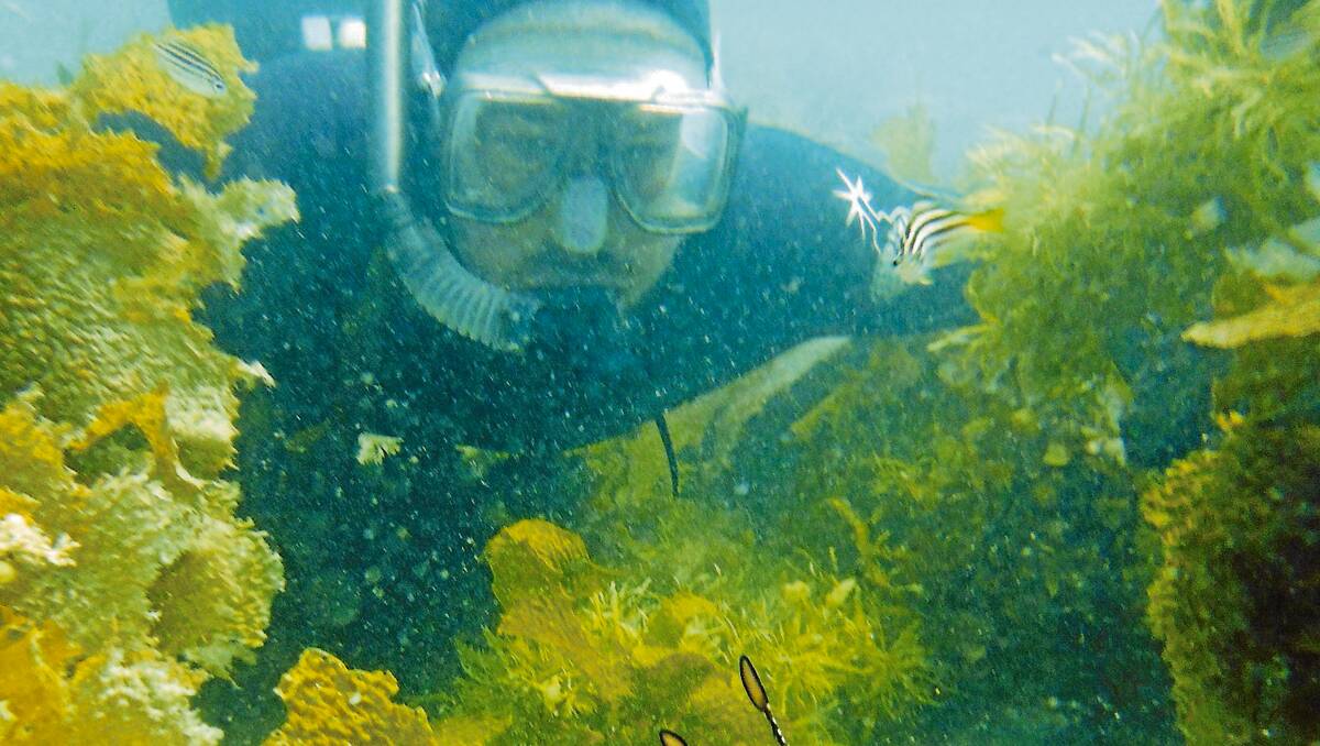• NPWS discovery ranger Luke Brown floats metres away from a weedy sea dragon. The NPWS is running the snorkel with weedy sea dragons experience in Eden on Tuesday, January 7. Photo by Maddie McKinnon.
