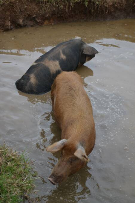 Bega Valley Pigs are free range, and enjoy a wallow in their purpose-built dam. 