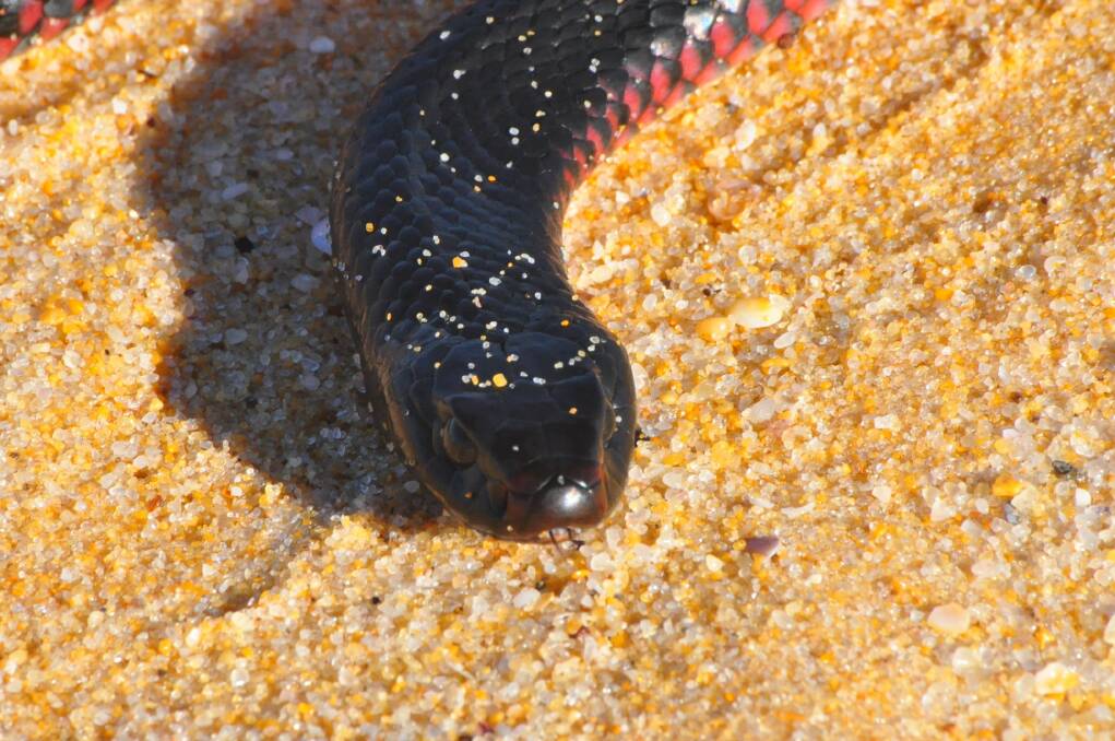 Beach snake: This red bellied black snake was observed entering the surf, leaving it and returning more than once.