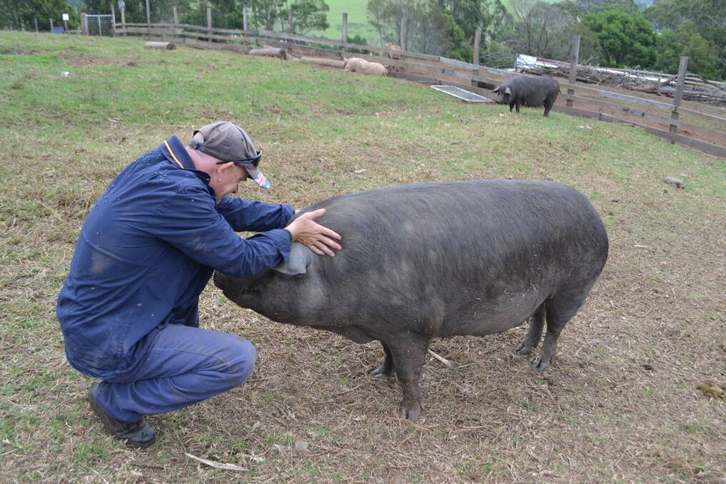 Chris Coleman of Bega Valley Pork gives Miss Piggy a scratch and a cuddle. 