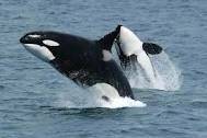 A pod of killer whales surprised fishermen at Morwarry Point this week.