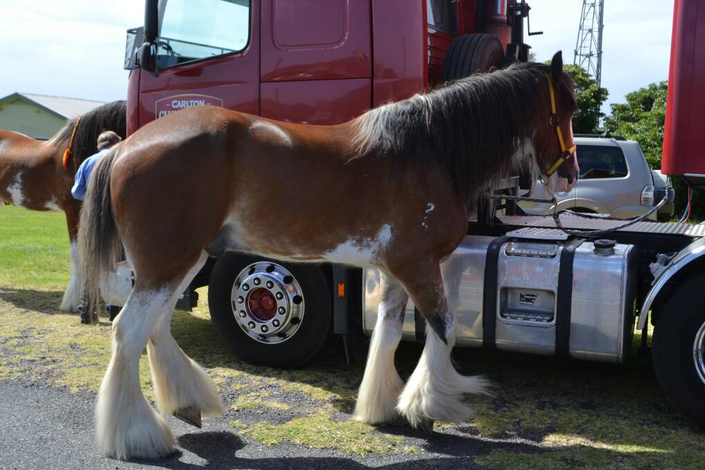 Come see the Carlton Clydesdales in Eden, 11.30am at Eden IGA today.