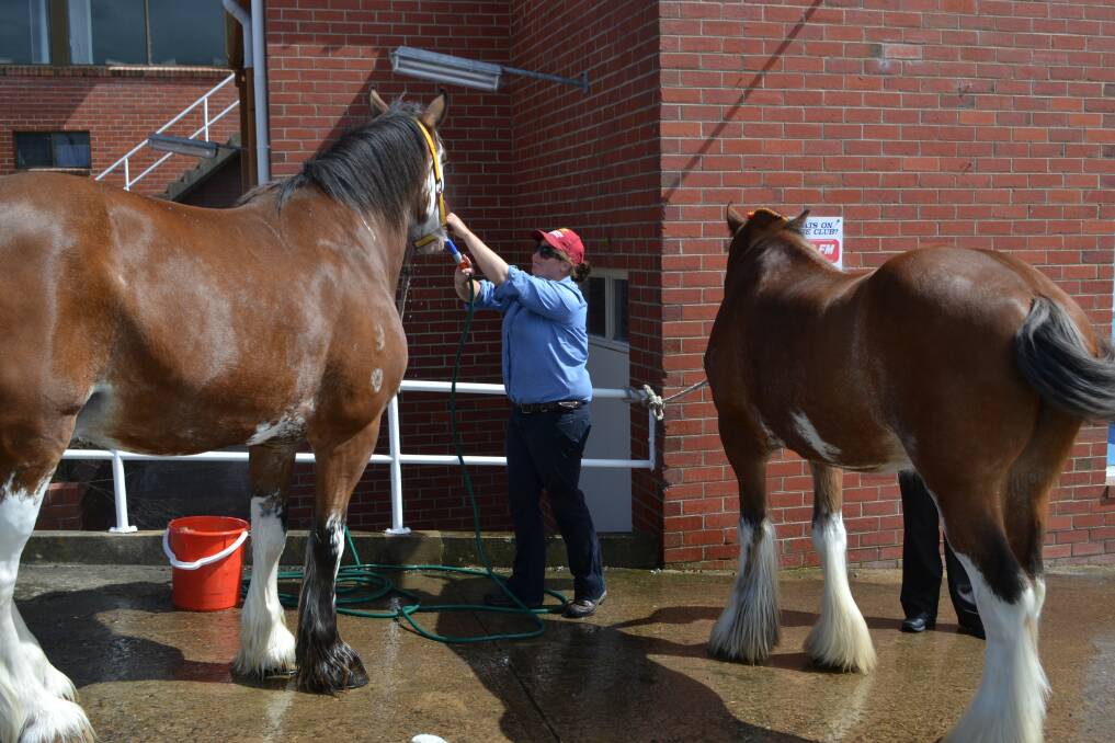 Come see the Carlton Clydesdales in Eden, 11.30am at Eden IGA today.