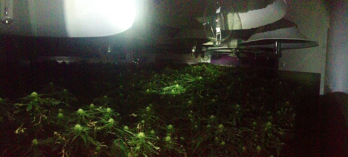 An elaborate hydroponic cannabis operation in a semi-rural property north of Bega has been shut down by police.