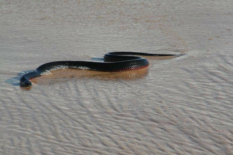 A red bellied black snake samples the surf on the Far South Coast of NSW. Photo: Norm Hamilton.