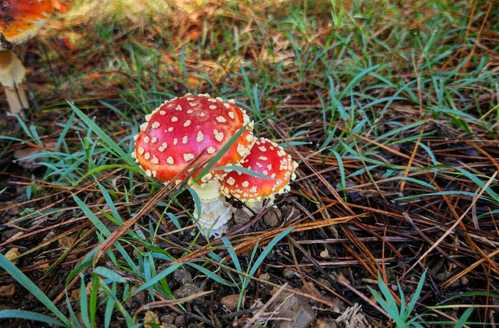 Fly agaric: these classic fairy tale mushrooms are NOT to be consumed. Photo by Amandine Ahrens