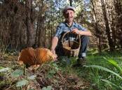 Mushroom expert Diego Bonetto shares the do's and don'ts of mushroom picking. Picture by Robert Peet. 