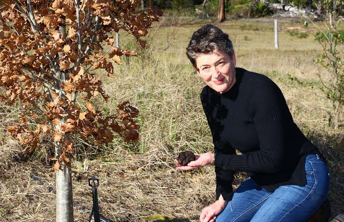 Fiona Kotvojs unearths truffles at the Gulaga Gold truffiere. Photo supplied.