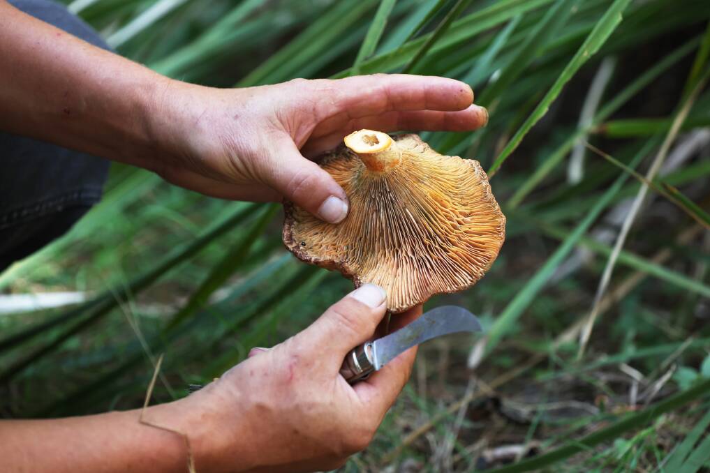 Saffron milk cap "saffies" are typically found in pine forests and are some of the easier mushroom species to identify. Picture by Robert Peet.