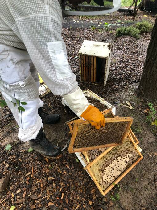 Hamish estimated between 15 and 20 per cent of bees in the district have been lost in the last few weeks. Picture: Hamish Ta-mé