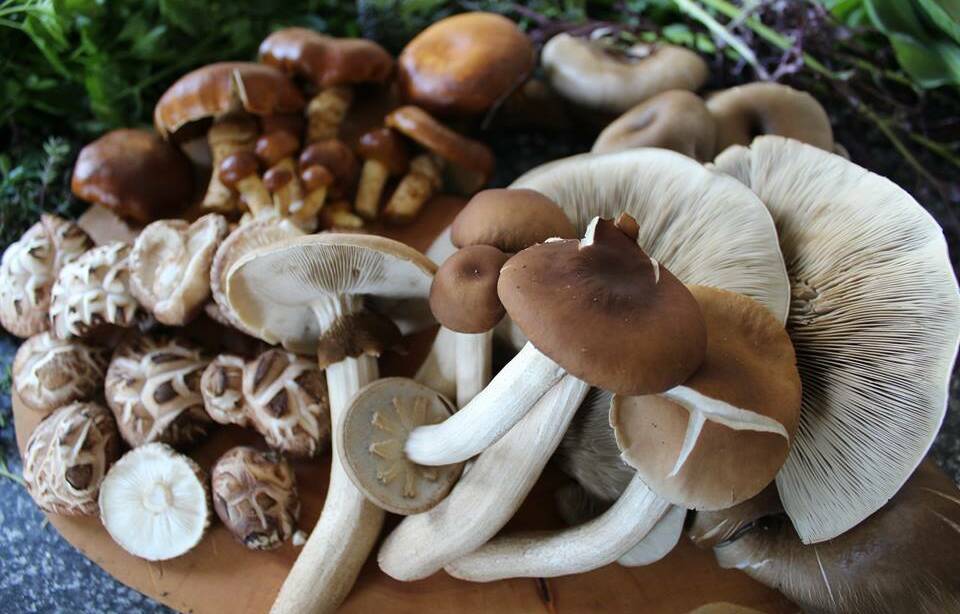 How to grow gourmet mushrooms at home