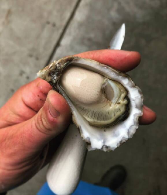 Australian Oyster Coast's Merimbula Bistro Appellation Oyster, that took out the Annual Trophy for the Champion Sydney Rock Oyster. Photo: supplied