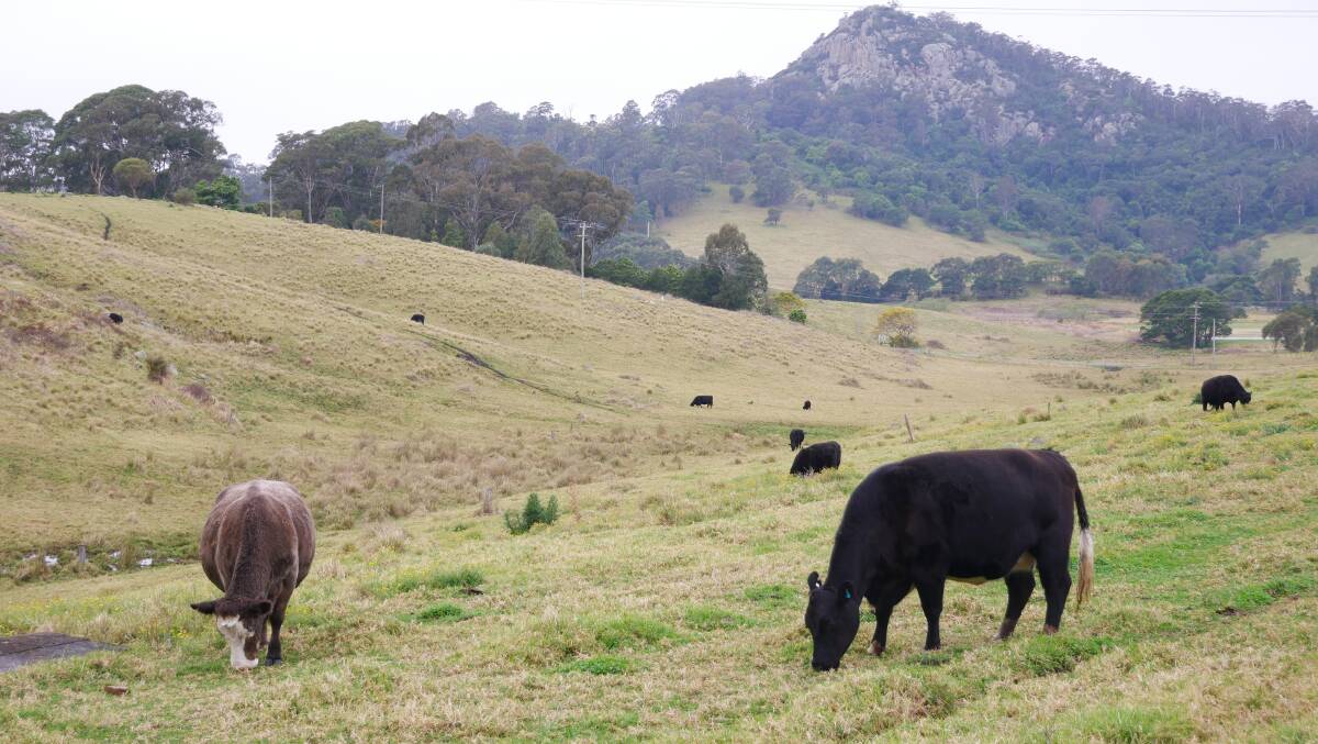 Cows grazing on pasture on the Far Sout Coast of NSW. Picture: Ellouise Bailey
