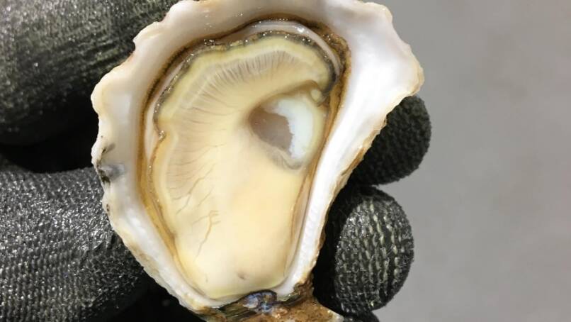 The Merimbula Appellation Oyster. Photo: supplied