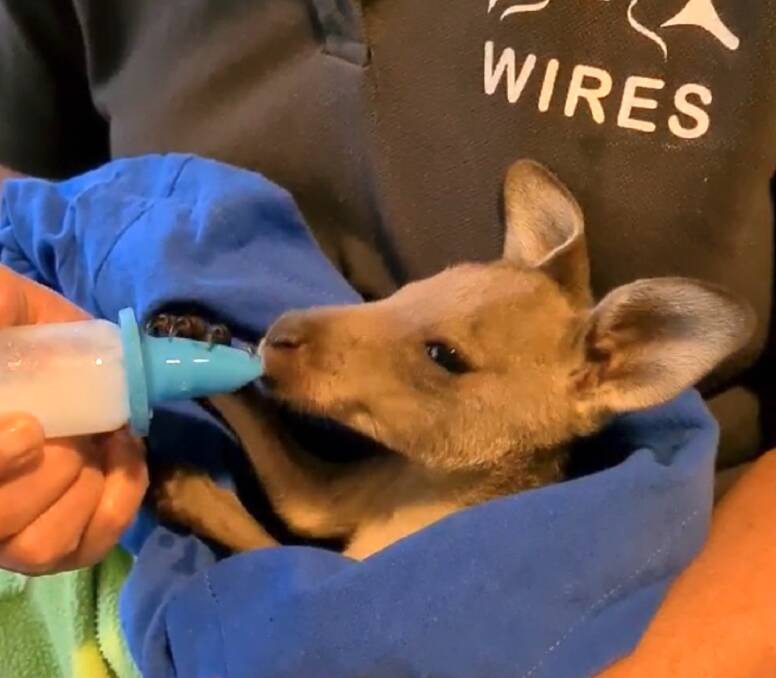 Hope is recovering well and is bottle fed five times a day. Photo: WIRES. 