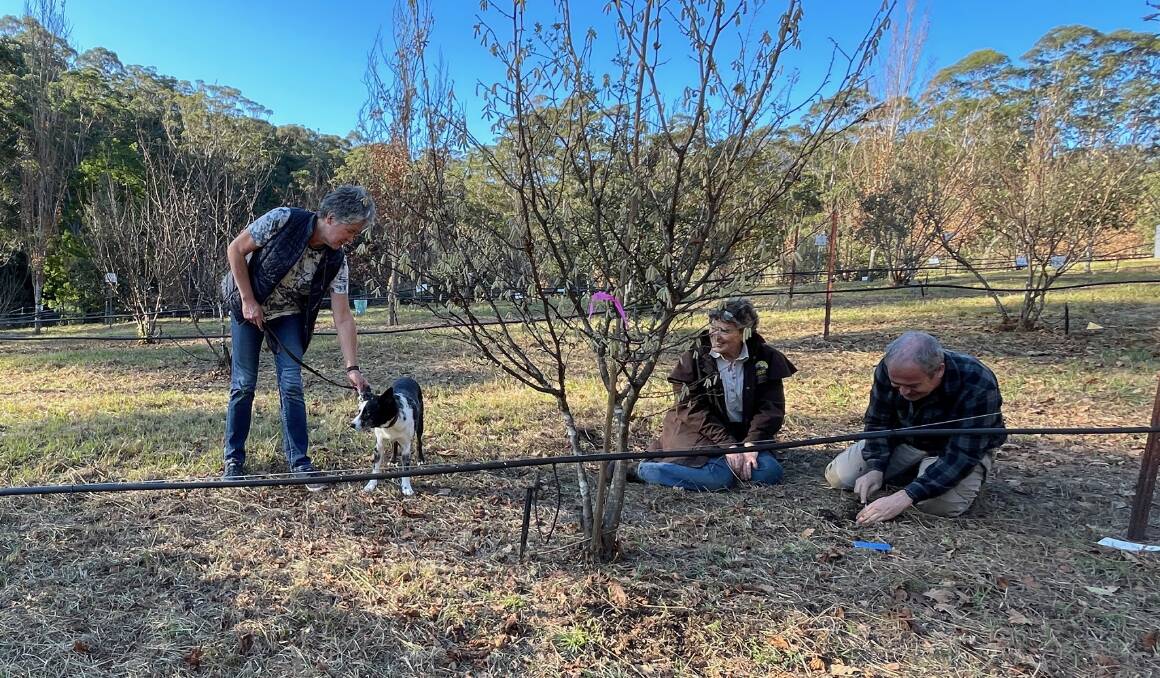 During the truffle season Hepburn the Australian Koolie works at Gulaga Gold twice a week, including truffle hunts. Picture by Marion Williams.