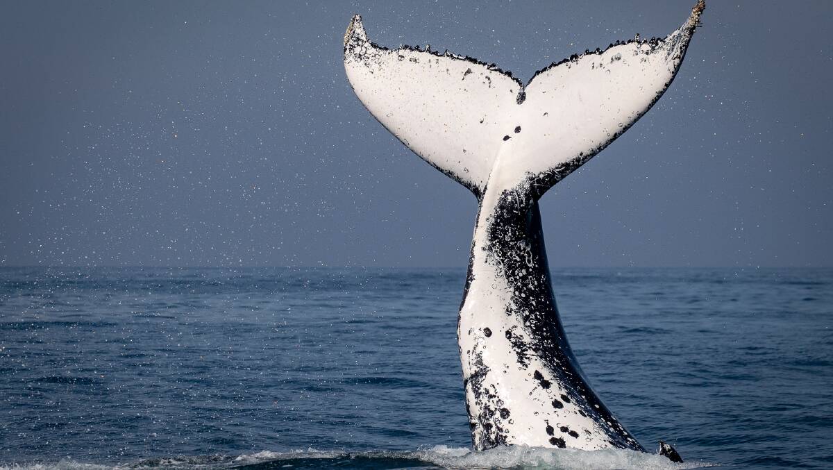 During their lifespan, whales accumulate 33 tonnes of CO2 on average. Photo: Sapphire Coastal Adventures