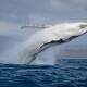 Humpback whale numbers in Australian waters have recovered dramatically. Photo: Sapphire Coastal Adventures