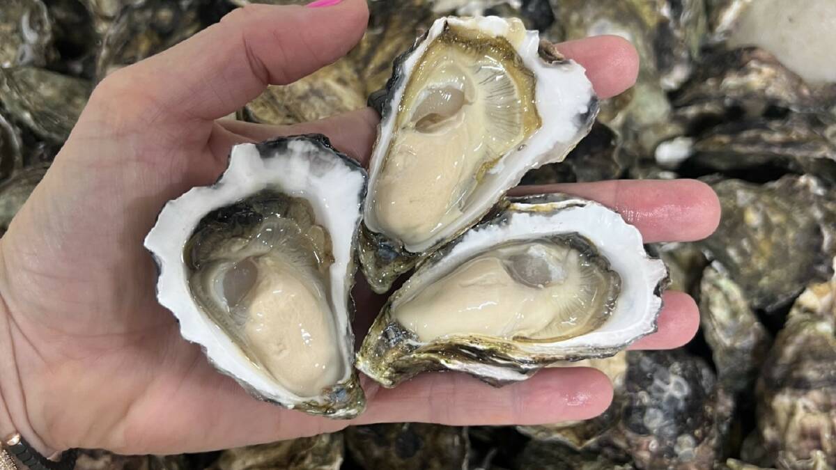 The oysters are graded by factors including how creamy and translucent they are and the ratio of oyster meat to shell. Picture by AOC