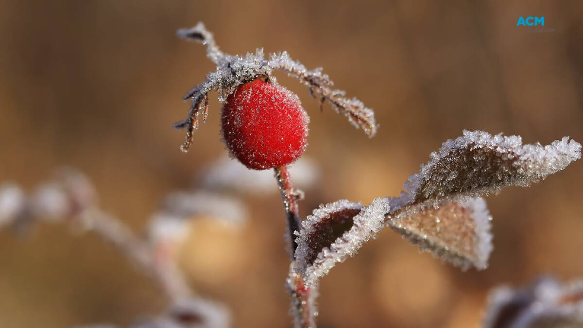 A small flower bud covered with frost. Picture via Canva