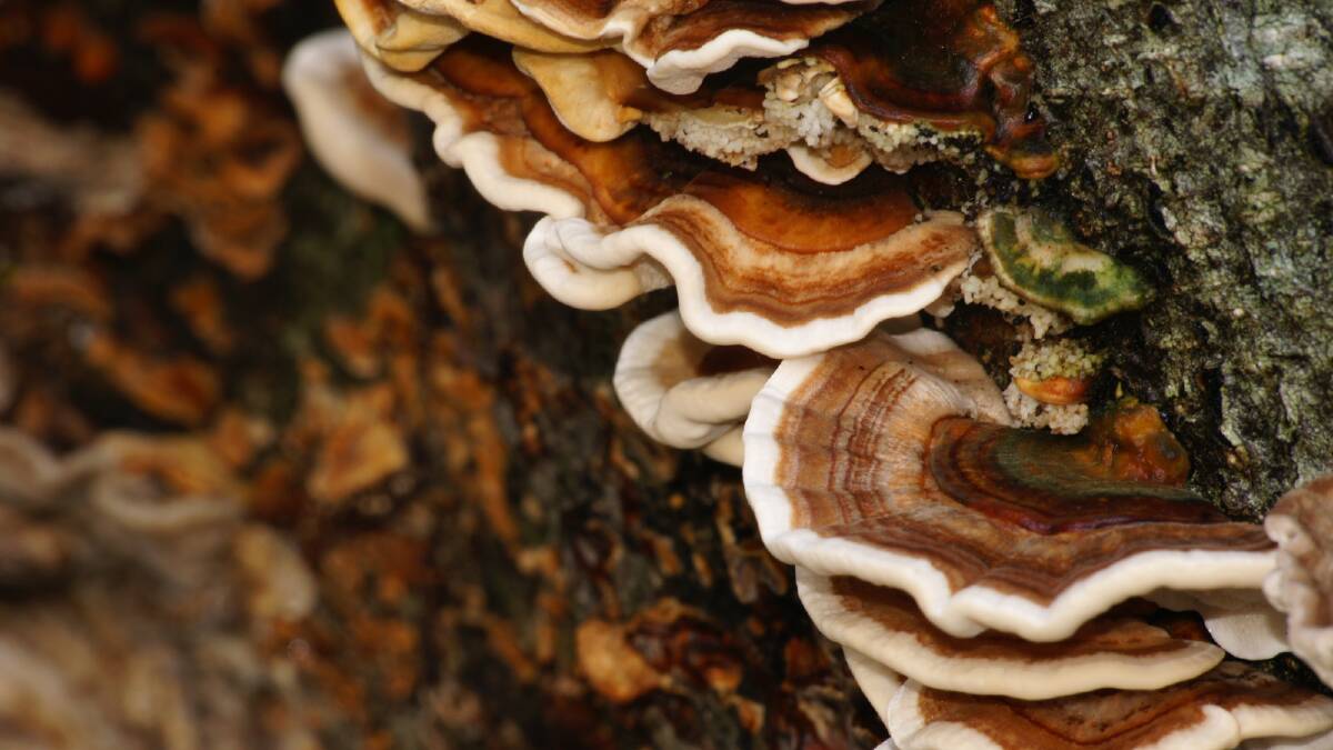 Mushrooms growing on tree bark. Picture via Canva