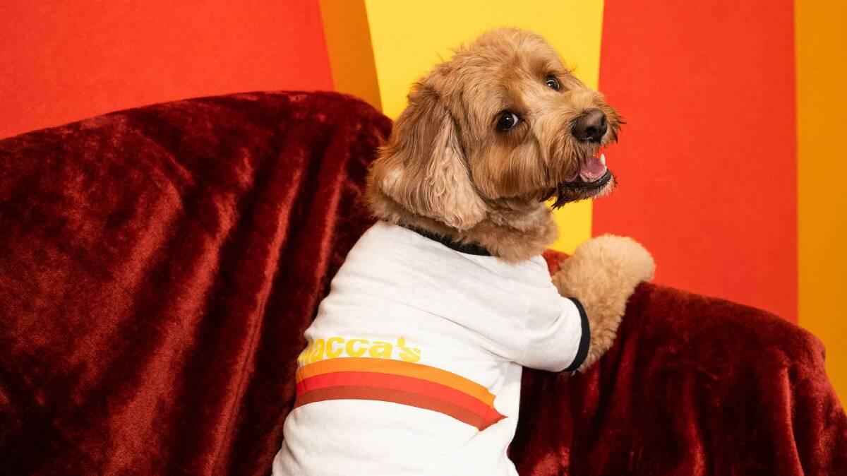 The Peter Alexander and McDonald's pyjama collection also includes sleepwear for dogs. Picture supplied