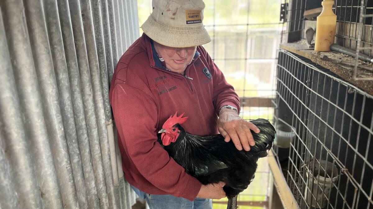Peter prepares one of his chickens for show by talking and touching it so it's ready to be handled. Picture by James Parker