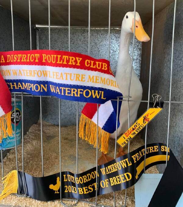Charlie the drake surrounded by ribbons for winning at the show. Picture by Pure Poultry Photography