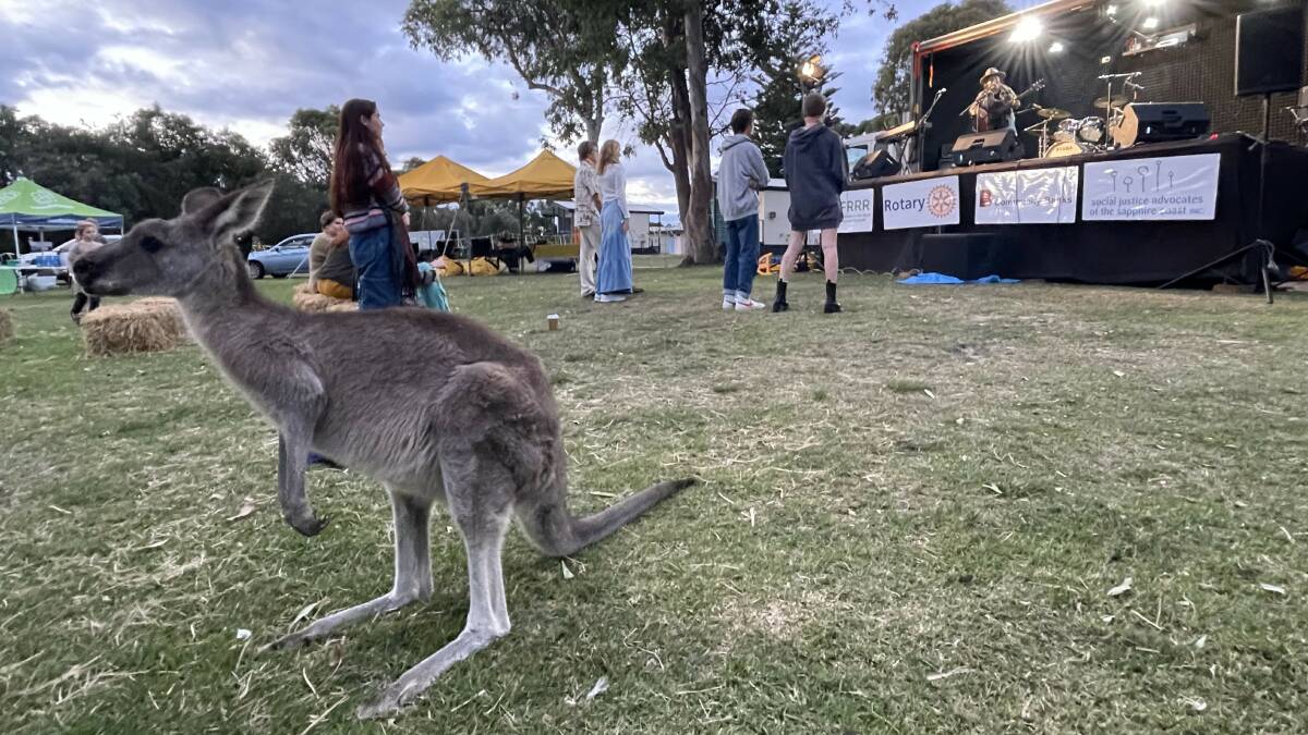 Only in Australian music festivals would you find a curious kangaroo. Picture by James Parker