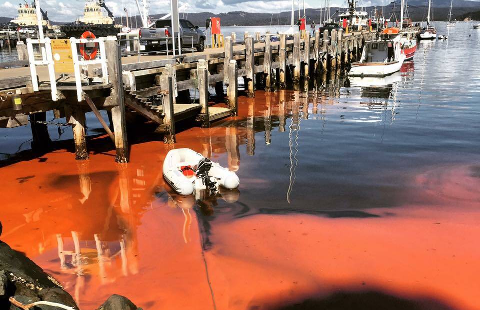 MOTHER NATURE: A dramatic algal bloom or "red tide" at the Port of Eden last week caused concern among some locals and visitors who suspected it was a maritime spill. 
