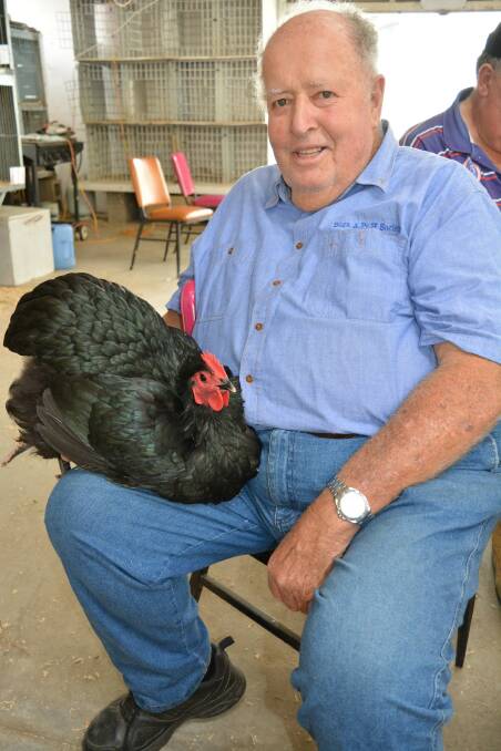Peter Ubrihien with his Best in Show Australorp pullet at the 2023 Bega Show. Picture by Ben Smyth.