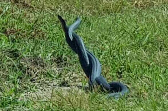 Fighting black snakes near Bega caught on camera