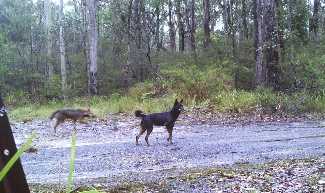 CAUGHT: Surveillance image of wild dogs at Lochiel.