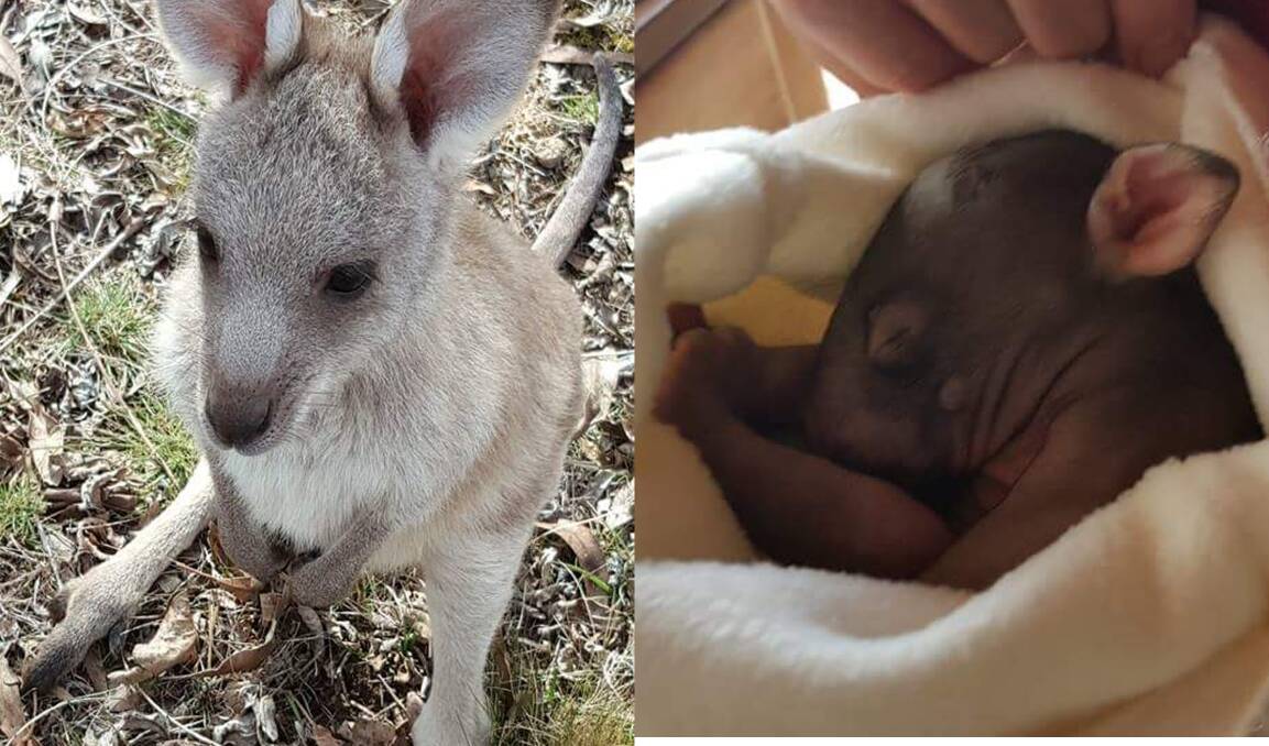 CARING: These two little joeys - a baby kangaroo and wombat - were rescued recently by LAOKO volunteers and will be released when grown.