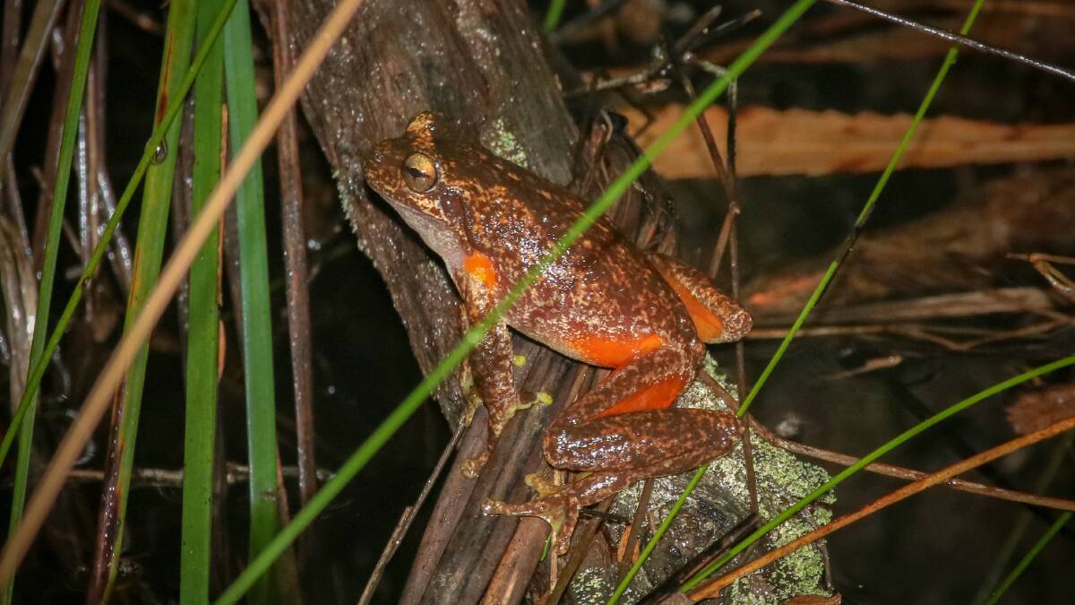 HOPPED UP: A population of the rare Littlejohn's Tree Frog (Litoria littlejohni) has been rediscovered near Eden two decades since it was last spotted.