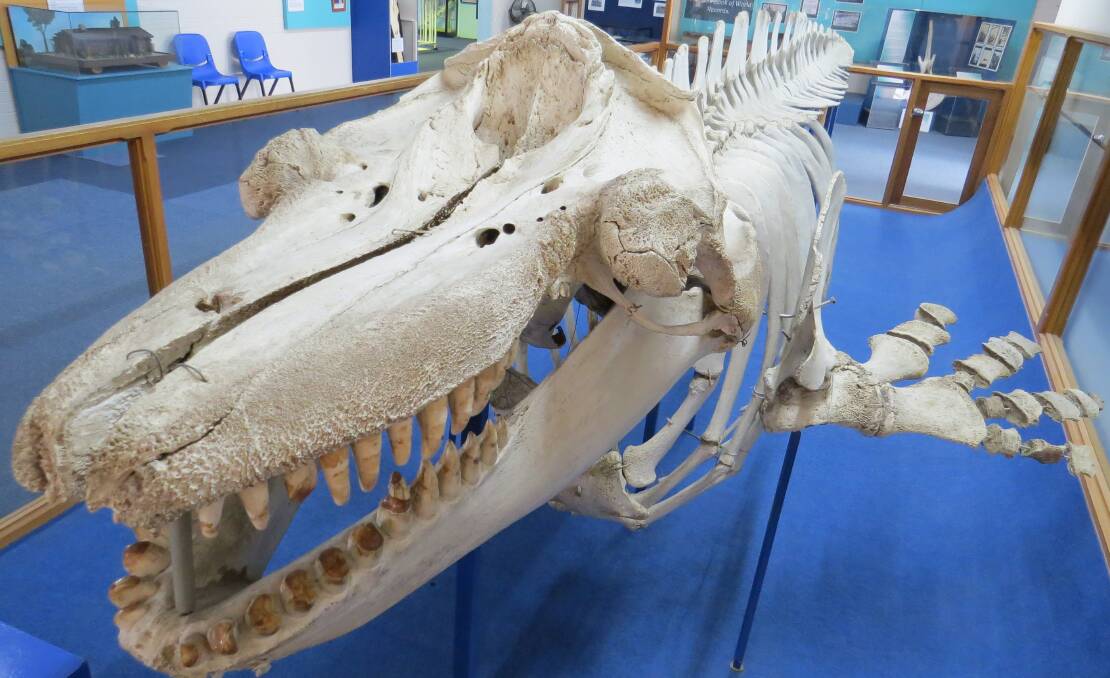The skeleton of Old Tom is a highlight of the Eden Killer Whale Museum. Picture file
