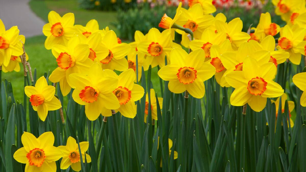 Daffodil Day: Buy a bright future