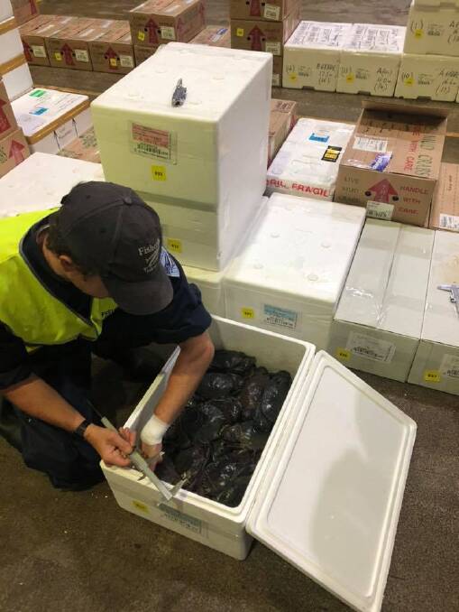 Fisheries officers measure seized crabs. Photo: NSW DPI