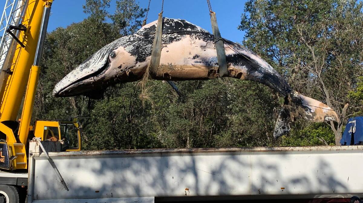 A dead whale that washed up on rocks near Tathra Wharf is loaded up to be disposed of at the shire's FOGO composting facility. Photo: David Rogers