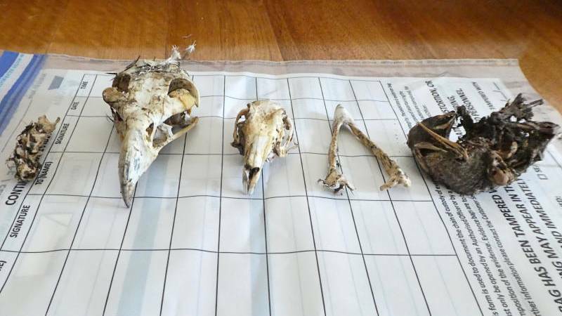 Native animal skulls discovered along with ammunition and a four-wheel drive that are among items seized in raids linked to the mass slaying of wedge-tailed eagles in regional Victoria. Picture: Supplied