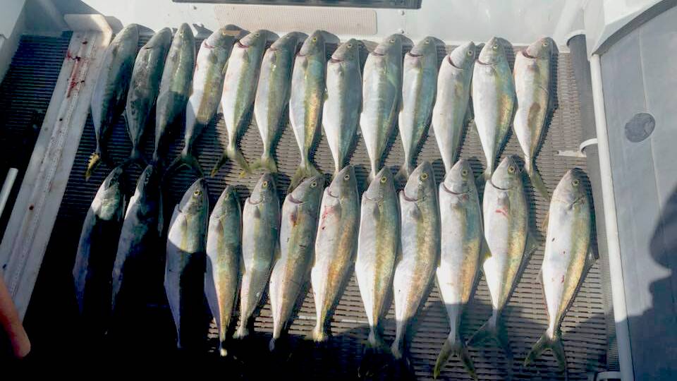 Seized undersize kingfish. Photo: NSW DPI