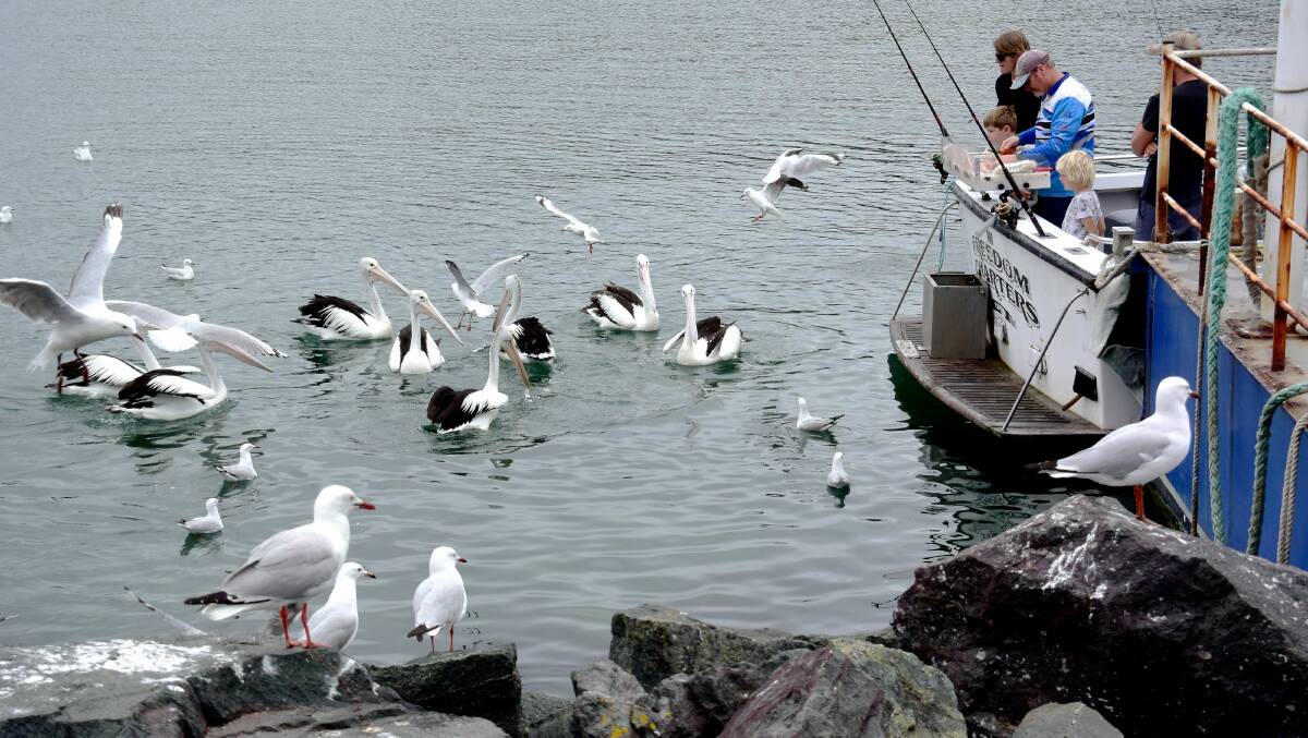 BIRD LIFE: Lunch time at Snug Cove, Eden with Freedom Charters. Picture: Ben Smyth