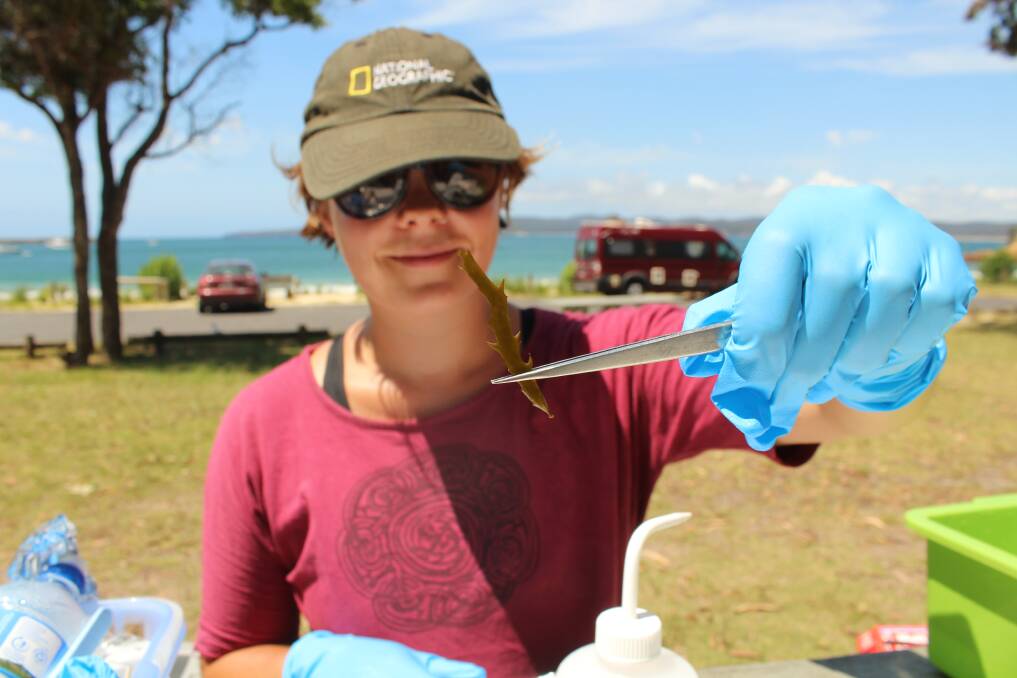 Cocora beach: George Wood takes a sample of the different bugs on the seaweed so she can study them back in the lab.