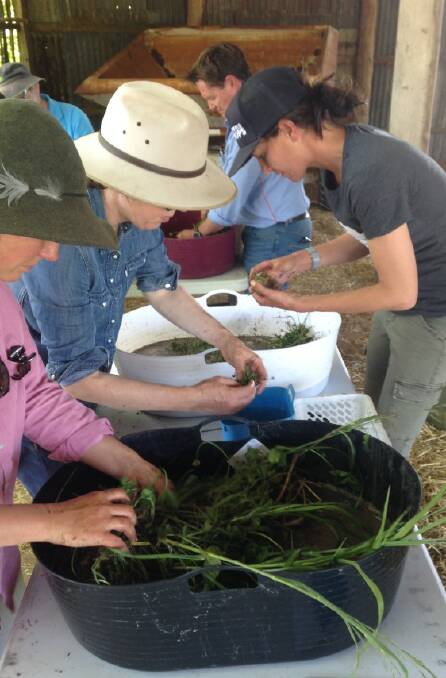 On the hunt for nodules. Participants washing legume samples. Photo: J Powells. 