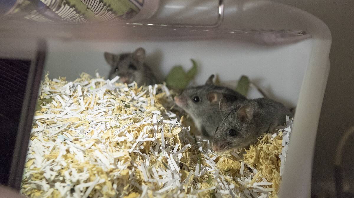 Six new litters of baby mice welcomed at Australia’s only smoky mouse captive breeding facility.