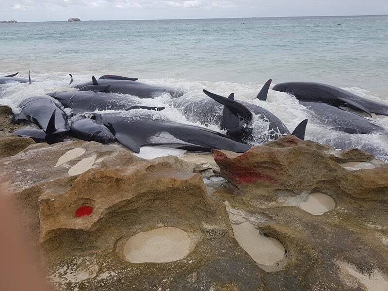 In March this year, 150 pilot whales beached themselves at Hamelin Bay, Perth. Photo: Leaarne Hollowood.