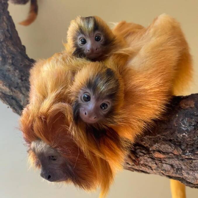 TWO CUTE: The newborn Golden Lion Tamarin twins cling onto their mother at Mogo Wildlife Park. Image: Supplied. 
