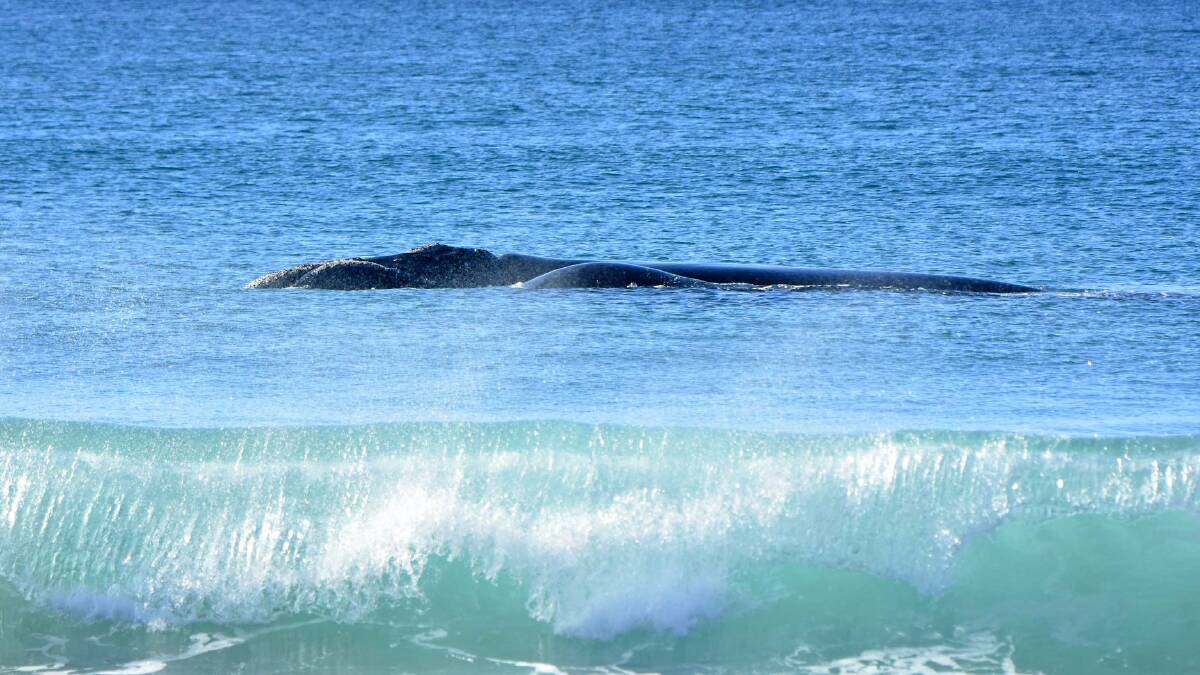 Southern Right Whales spotted off Tathra Beach on Sunday, July 15. Image: Sharon Wormleaton