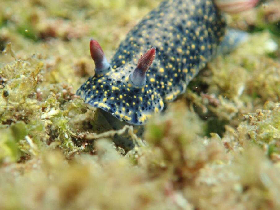 A common sea slug nicknamed 'starry night' by the Sapphire Coast Marine Discovery Centre.